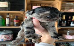 Bernedoodle dogs for sale: Standard Bernedoodle Blue Merle, Black White. - Image 34