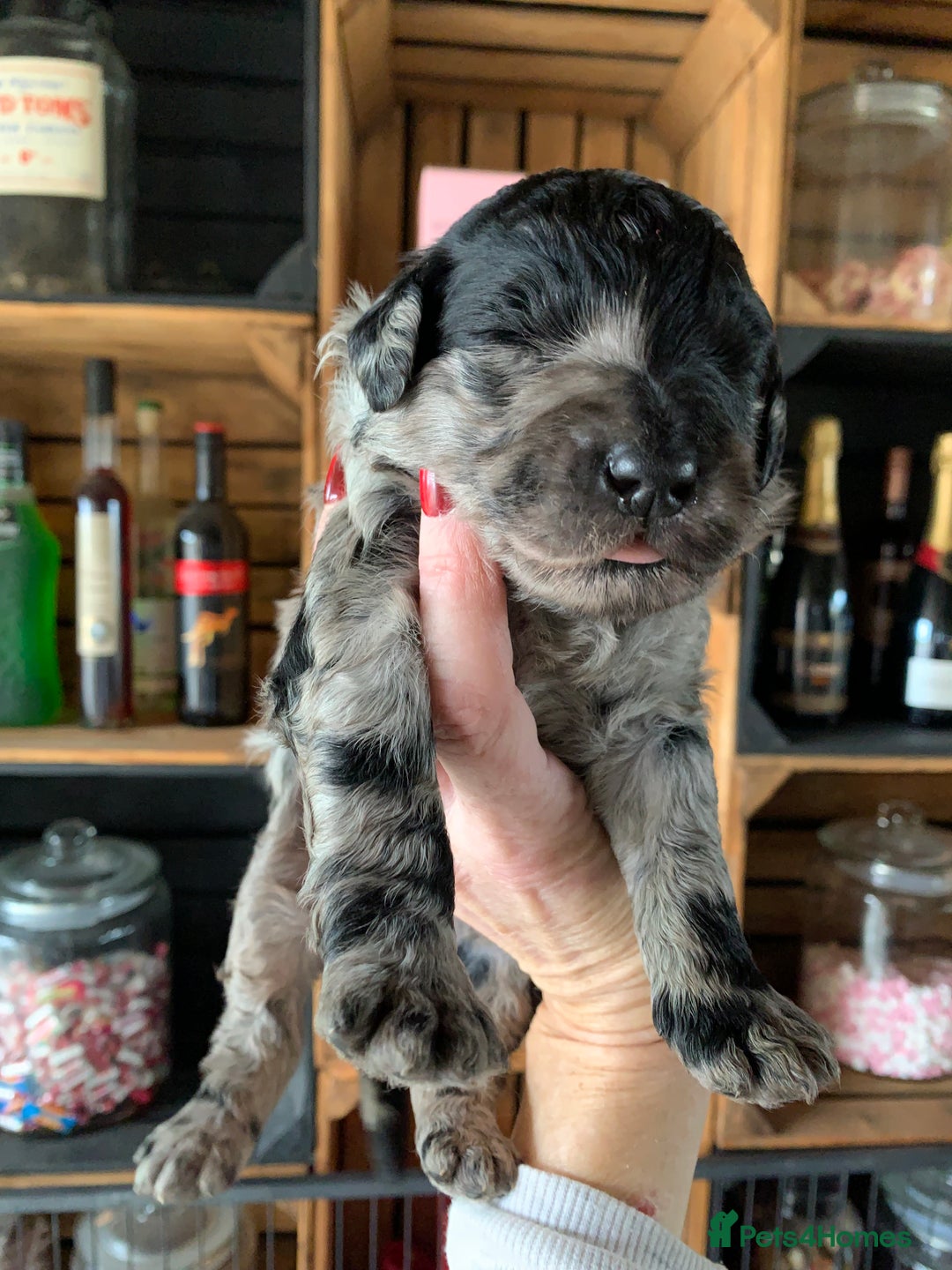 Bernedoodle dogs for sale: Standard Bernedoodle Blue Merle, Black White. - Image 34