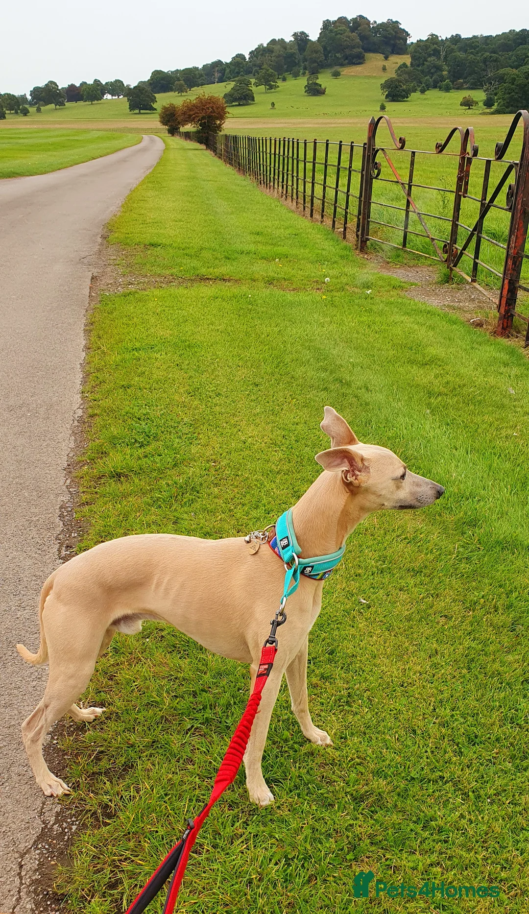 Whippet dogs for stud: Whippet for stud (KC reg; pedigree) Dorset. 20" in Sherborne - Advert 14