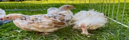 Chickens poultry for sale: Millifleur bantams smooth/frizzle - Advert 2