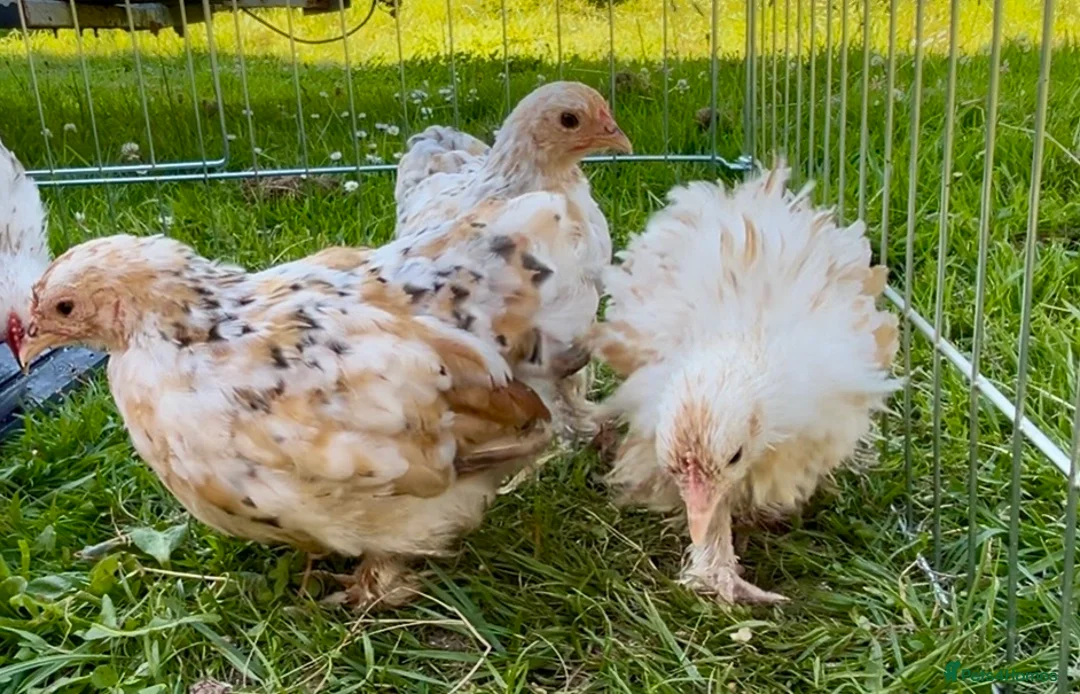 Chickens poultry for sale: Millifleur bantams smooth/frizzle - Advert 2