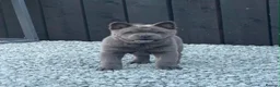 Chow Chow dogs for sale: Stunning Exotic colour chowski puppies for sale - Advert 22