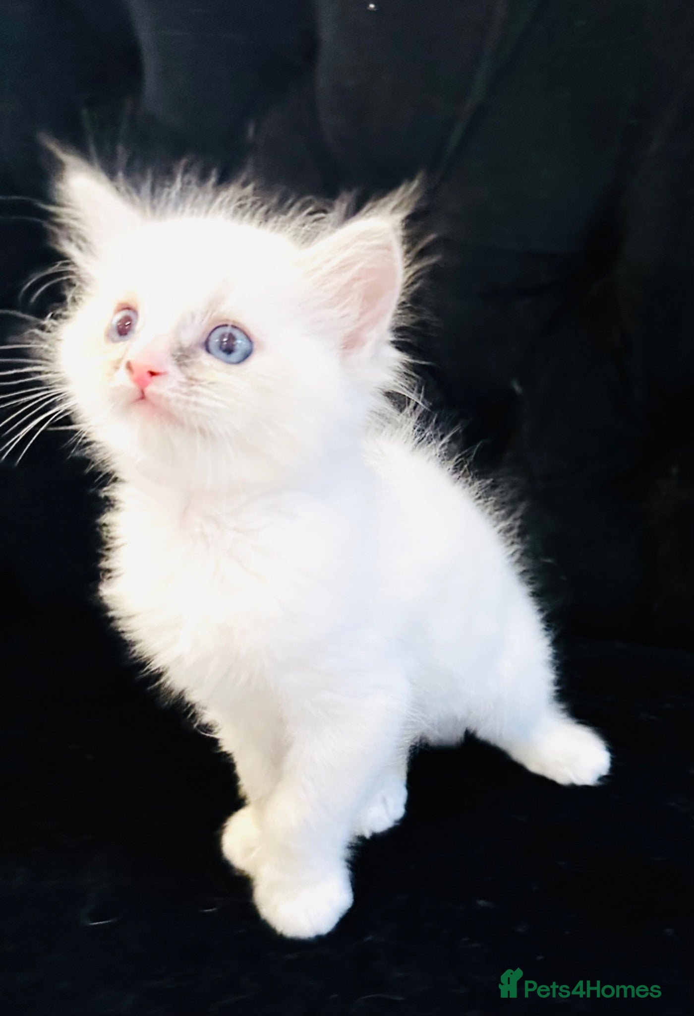 Ragdoll cats GCCF BEAUTIFUL RAGDOLL KITTENS  - Advert 2