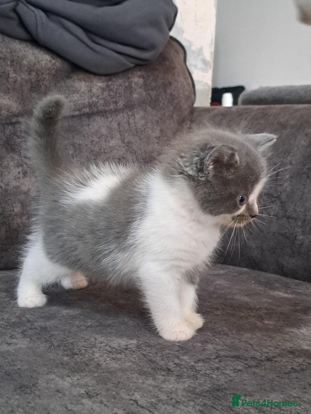 Ragdoll cats for sale: Ragdoll cross babies - Advert 10