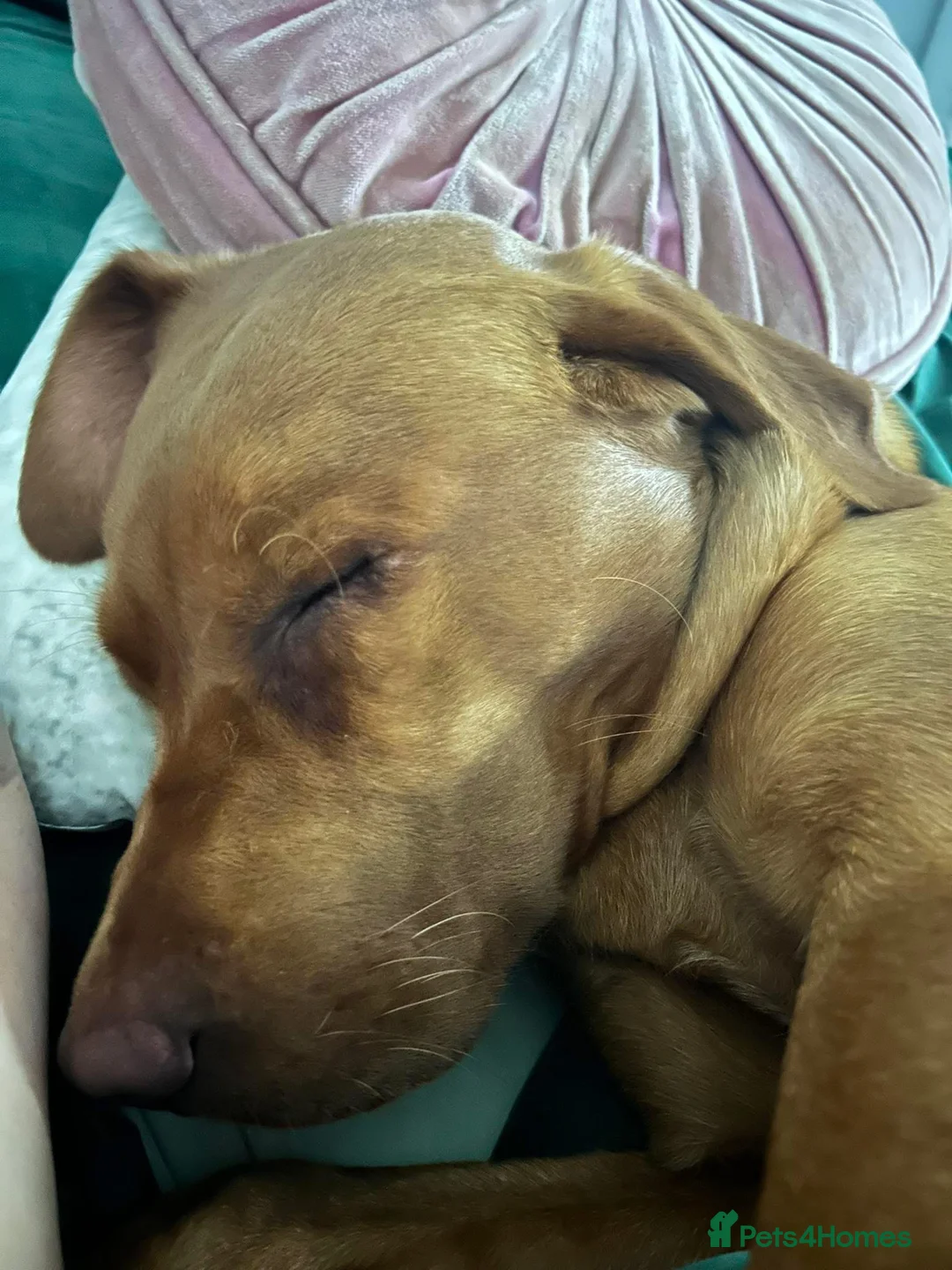 Labrador Retriever dogs for stud: Beautiful Red Fox Labrador for Stud KC Registered in Preston - Advert 4