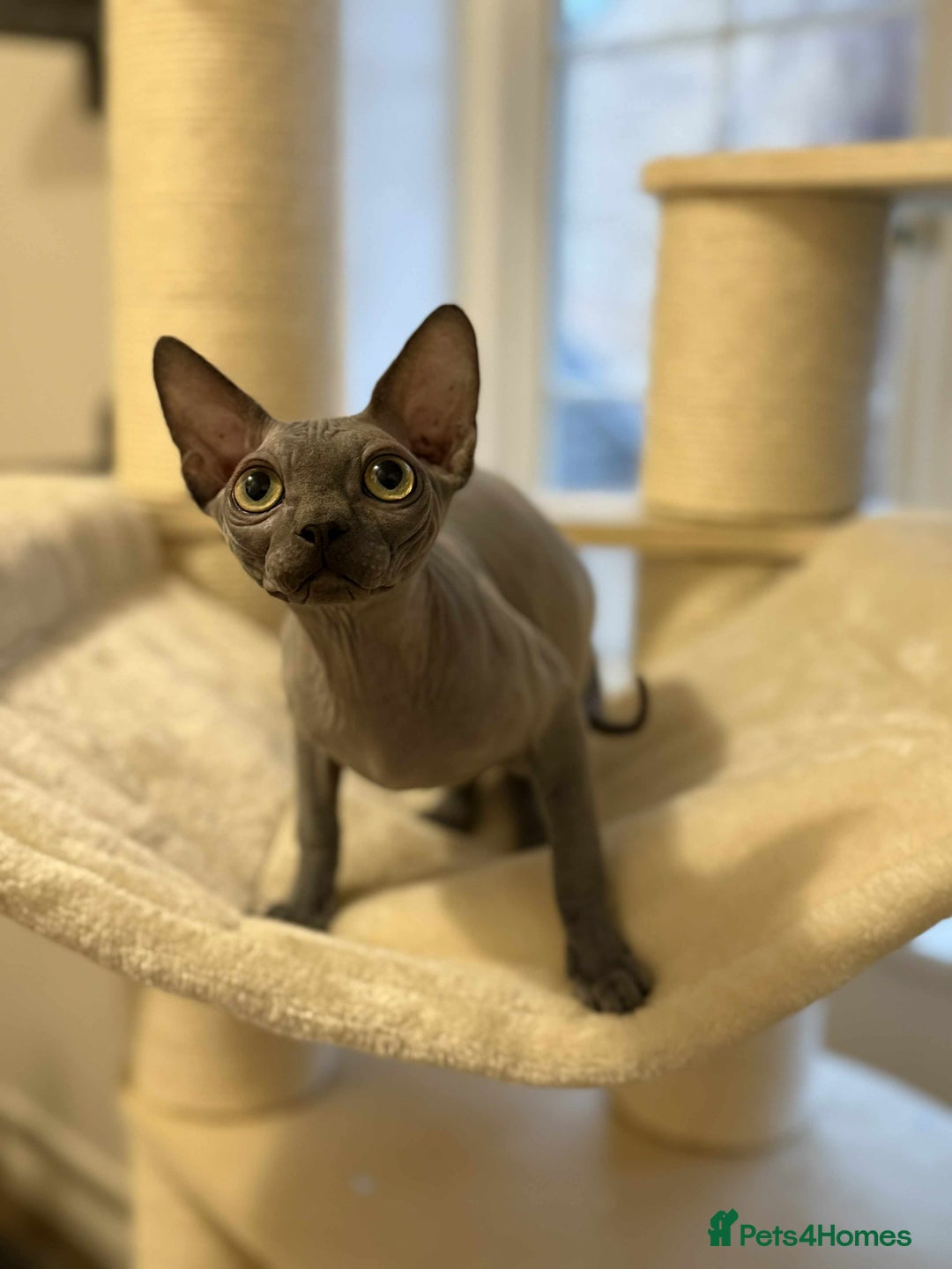 Sphynx cats for sale: Emaidacanadiansphynx - Advert 10