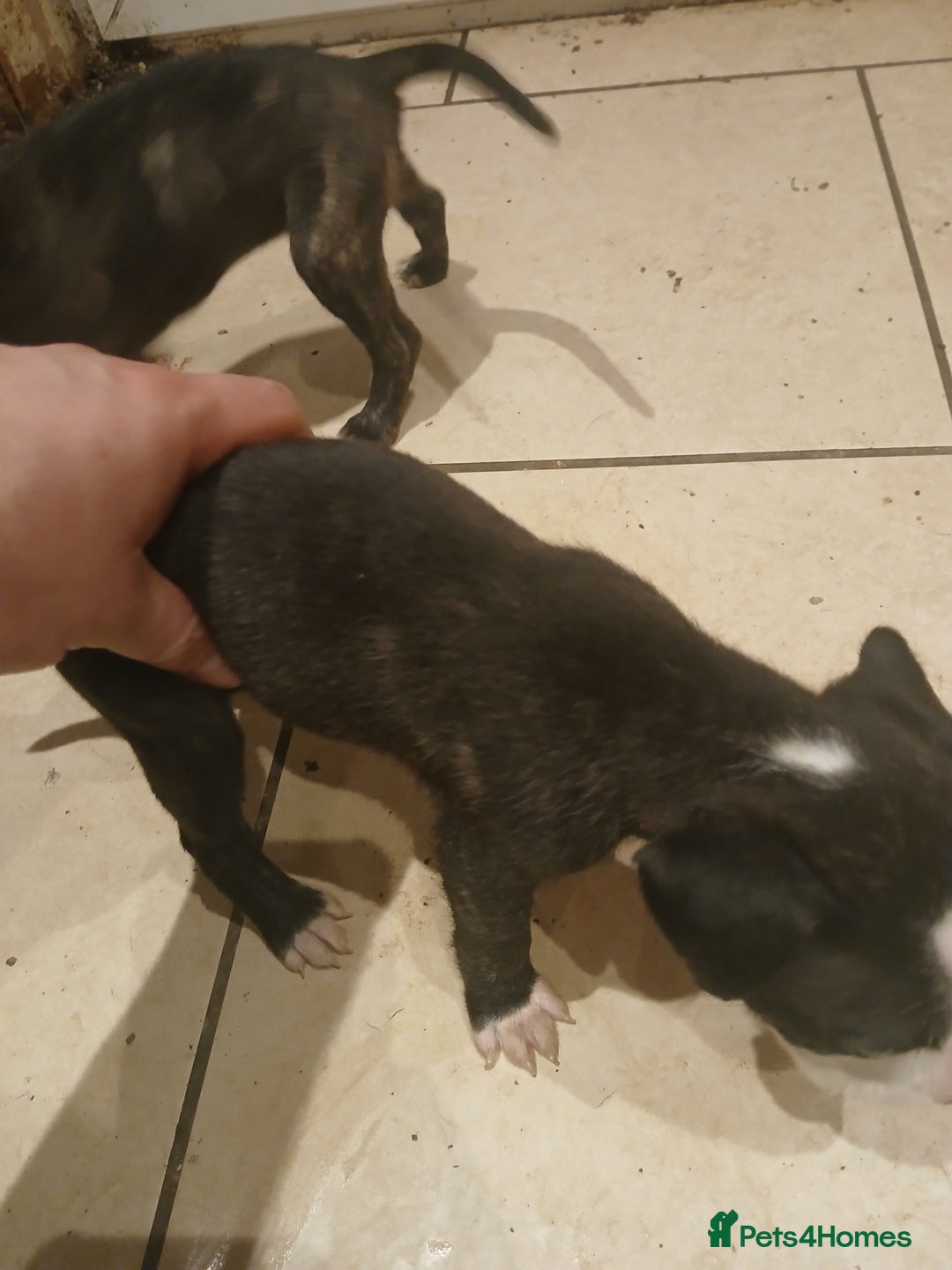 Staffordshire Bull Terrier dogs for sale: Staffordshire bull terrier 2x litters - Image 21