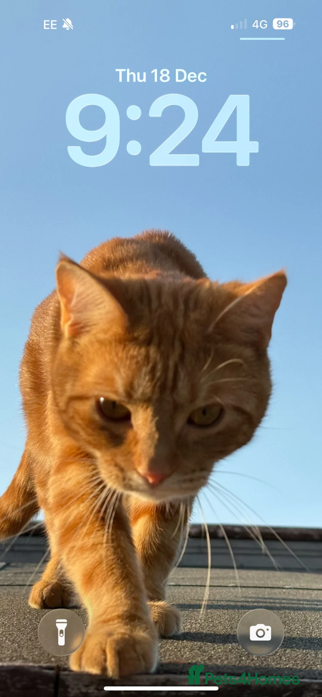 Mixed Breed cats for sale: Two boys looking to rehome - Advert 5