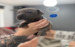 Mixed Breed dogs for sale: staffy x cane corso  - Image 15