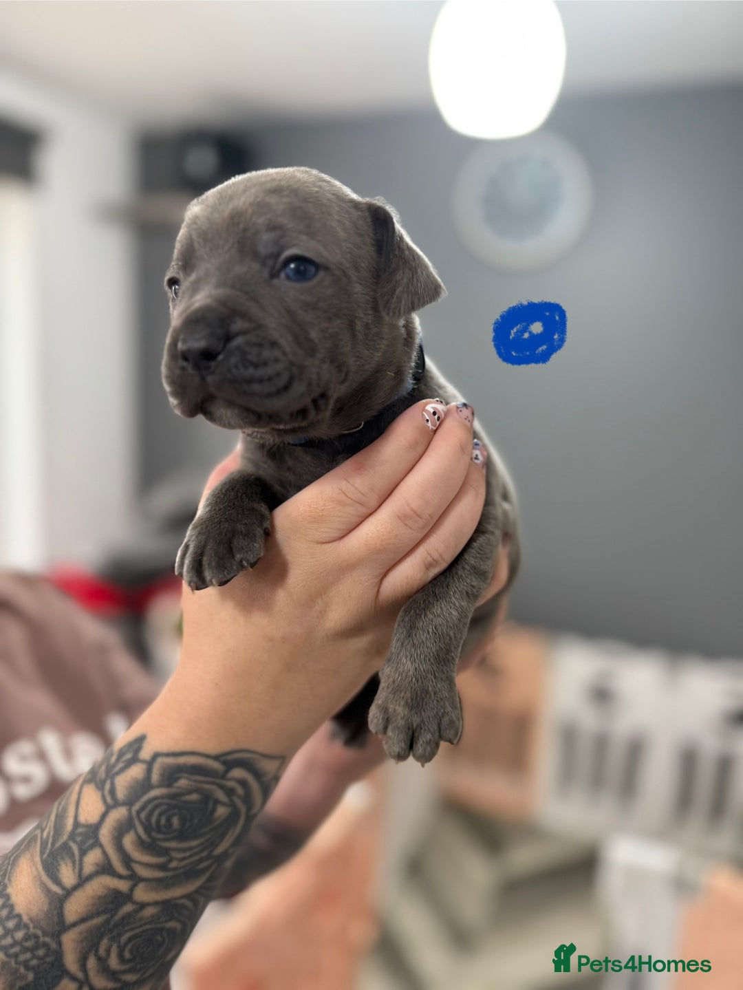 Mixed Breed dogs for sale: staffy x cane corso  - Image 15