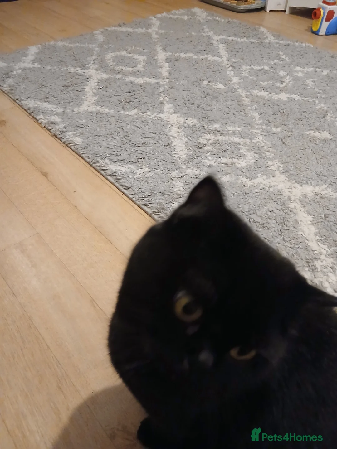 British Shorthair cats for sale: Black active girl,cinnamon carrier - Advert 5