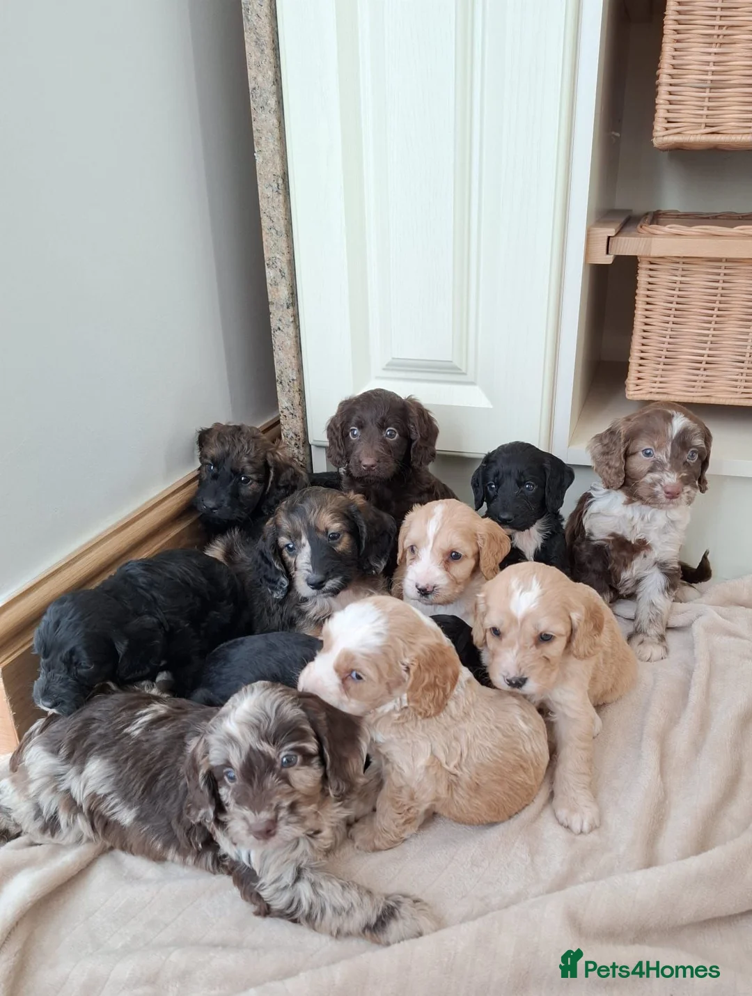 Cockapoo dogs for sale: F1 show type  rare coulerd cockapoo puppies  in Prestatyn - Advert 2