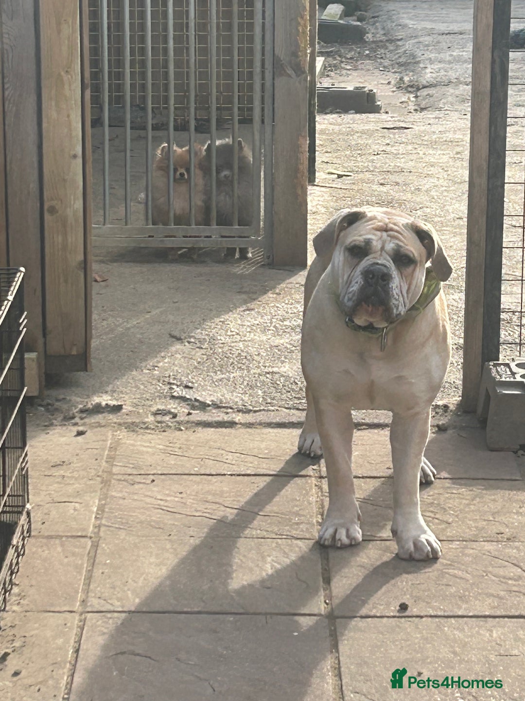 Olde English Bulldogge dogs for sale: Maggie - Advert 4