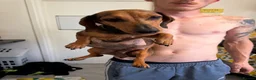 Dachshund dogs for sale: Stunning dachshund babies  - Advert 12