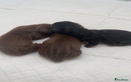 Miniature Dachshund dogs for sale: Miniature dachshund - Image 8