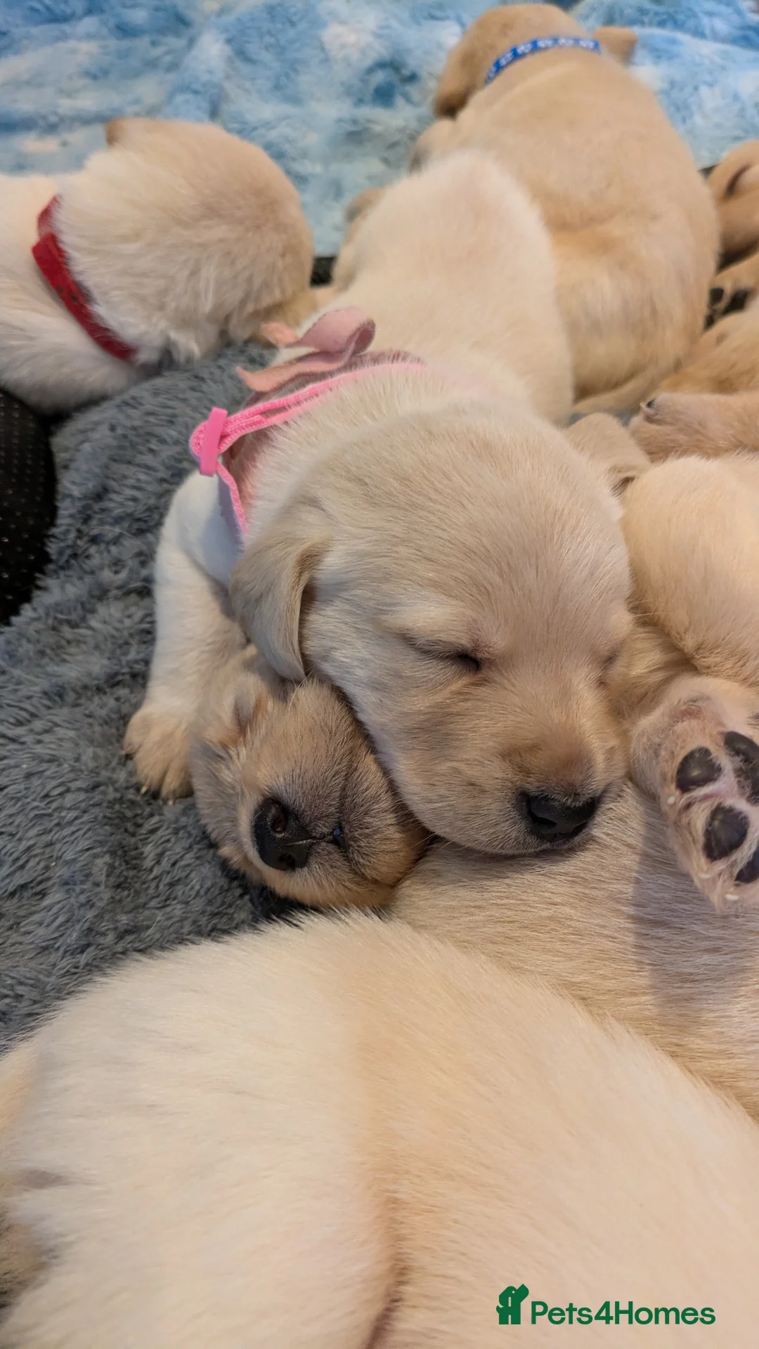 Labradoodle dogs for sale: Golden Labradoodle / Doubledoodle Puppies Viewings - Advert 28