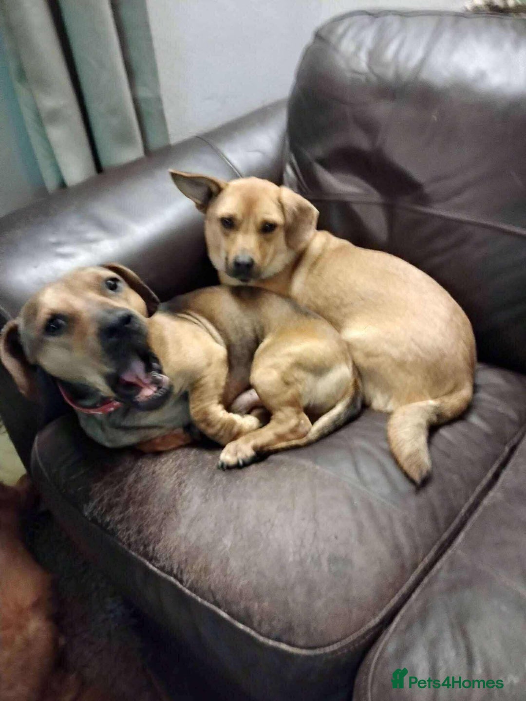 Mixed Breed dogs for adoption: Rescue boy Noodle is looking for his forever home - Advert 6