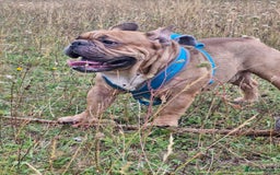 French Bulldog dogs for sale: Frenchie puppies looking for their forever home - Image 7