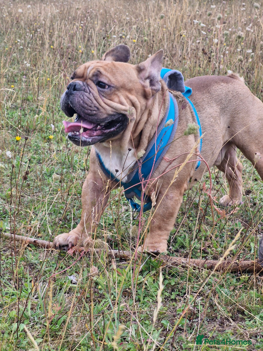 French Bulldog dogs for sale: Frenchie puppies looking for their forever home - Image 7