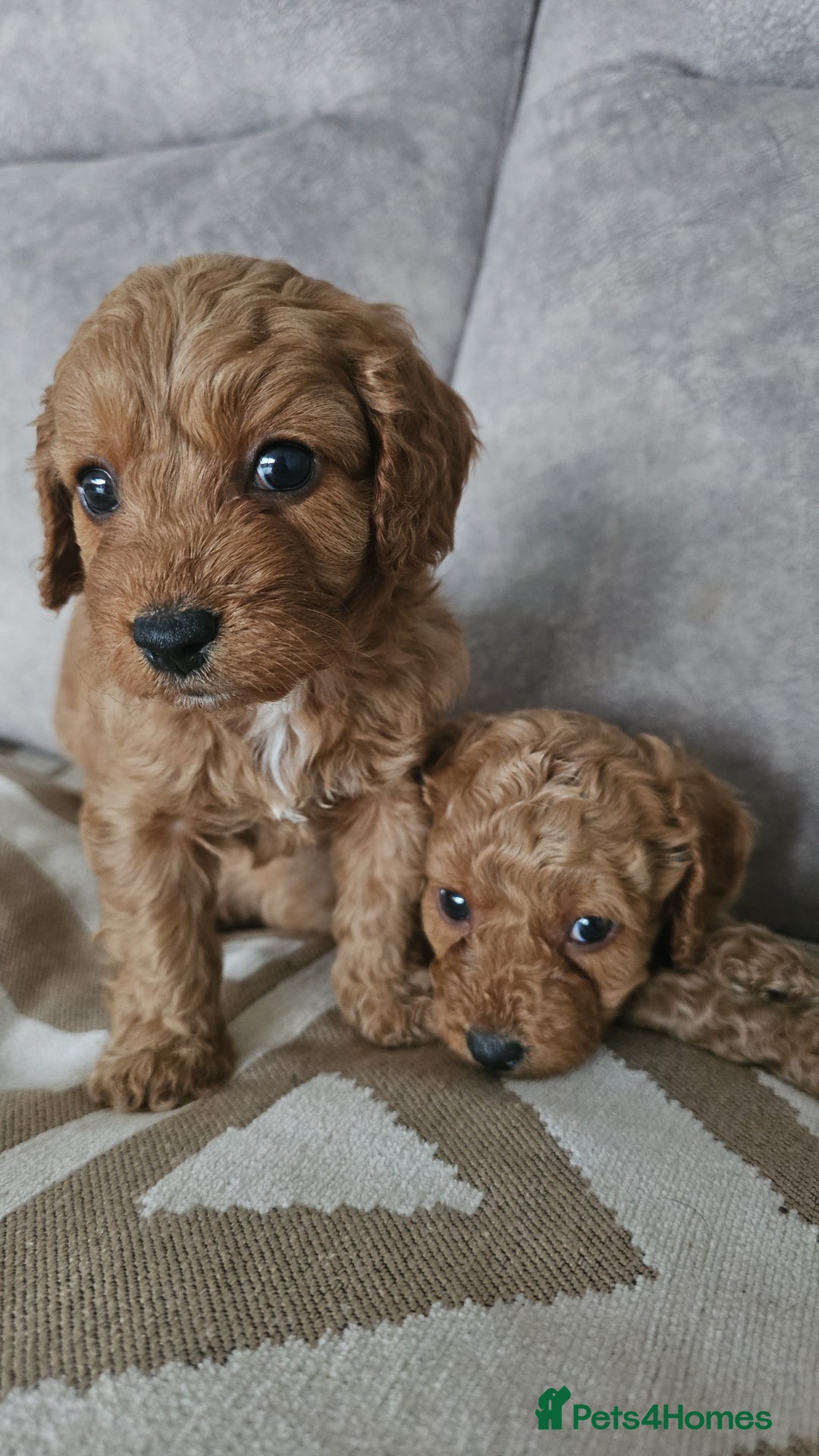Cavapoo dogs for sale: Dashing Cavapoo Puppies  - Advert 11