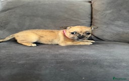 Mixed Breed dogs for sale: 5 x French Pomerdogs - Image 17