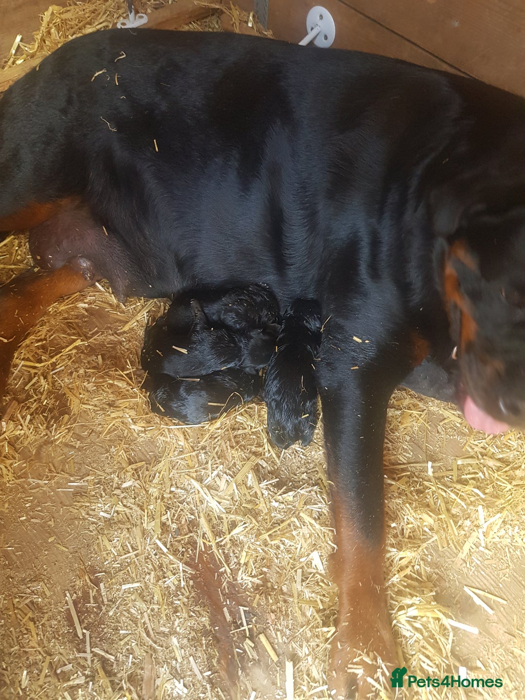 Rottweiler dogs for sale: Rottweiler pups for sale ready 8th oct pedigree   - Image 5
