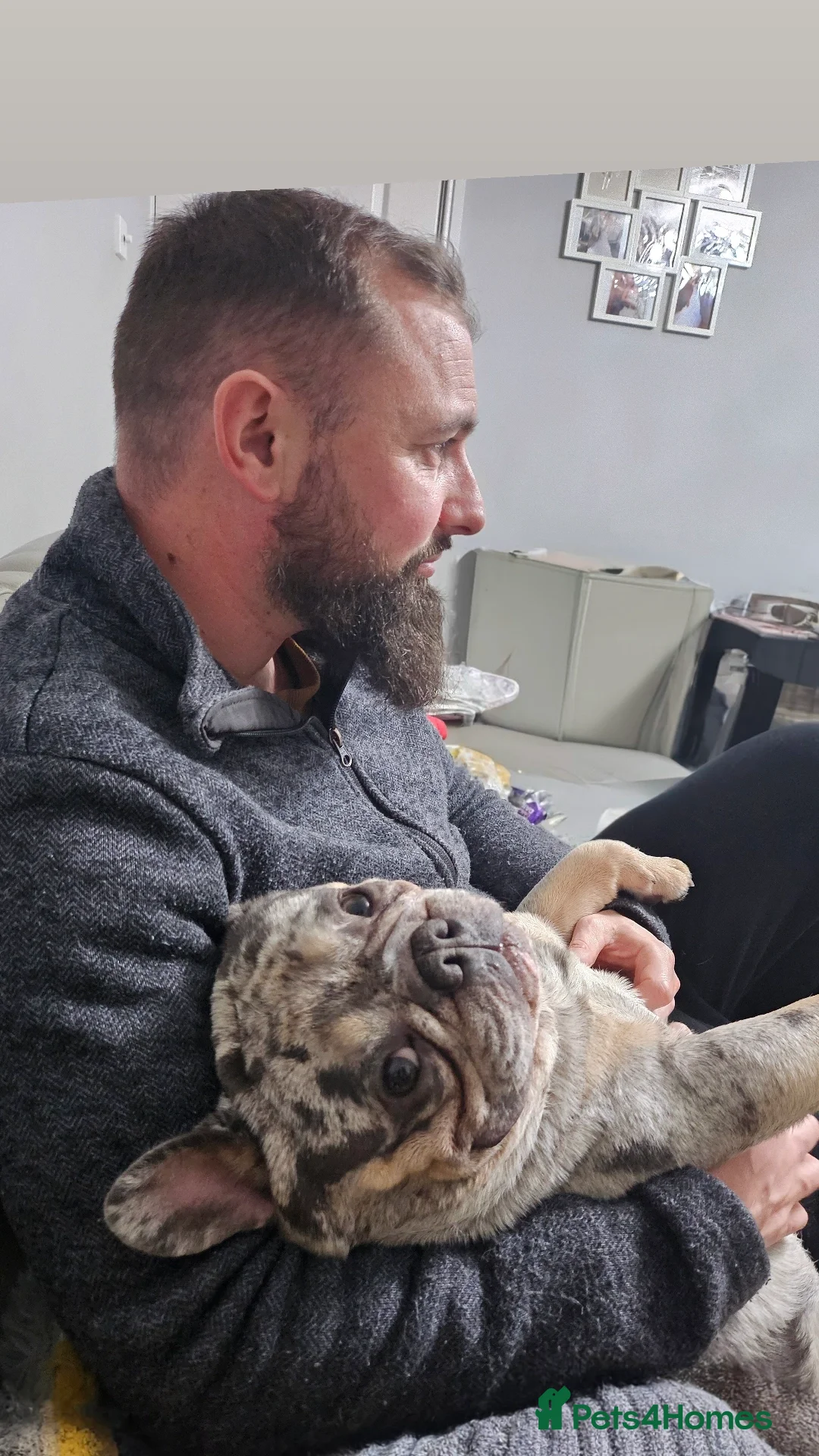 French Bulldog dogs for stud: Stunning blue merle 2year old stud - PROVEN in Lichfield - Advert 19