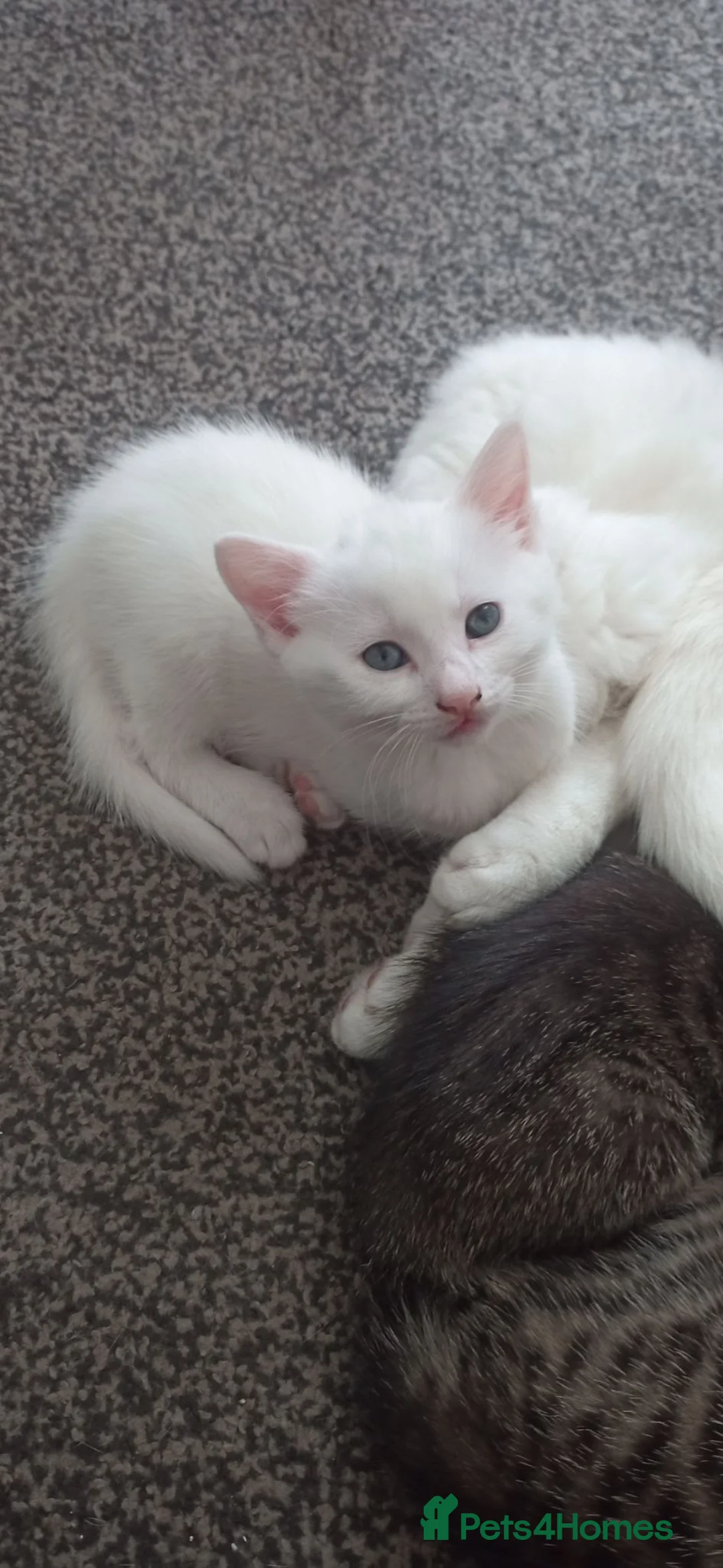 Siberian cats for sale: 4 kittens for sale - Advert 2