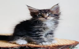 Maine Coon cats for sale: Beautiful pure bread Maine Coon kittens - Image 12