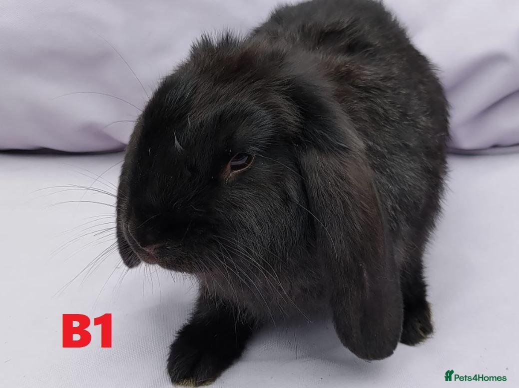 Mixed Breed rabbits Cute & Loving French x Mini Lop Ready!!! - Advert 2