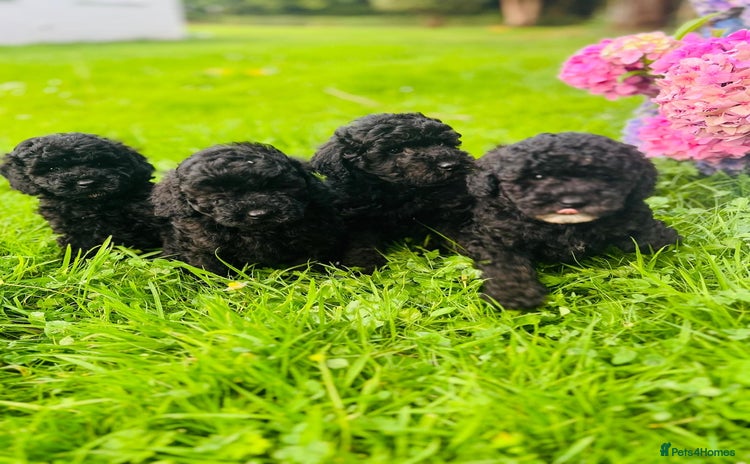 Cavapoo dogs - Advert 7