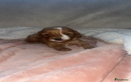 Cavapoo dogs for sale: F1 Cavapoos  - Image 1