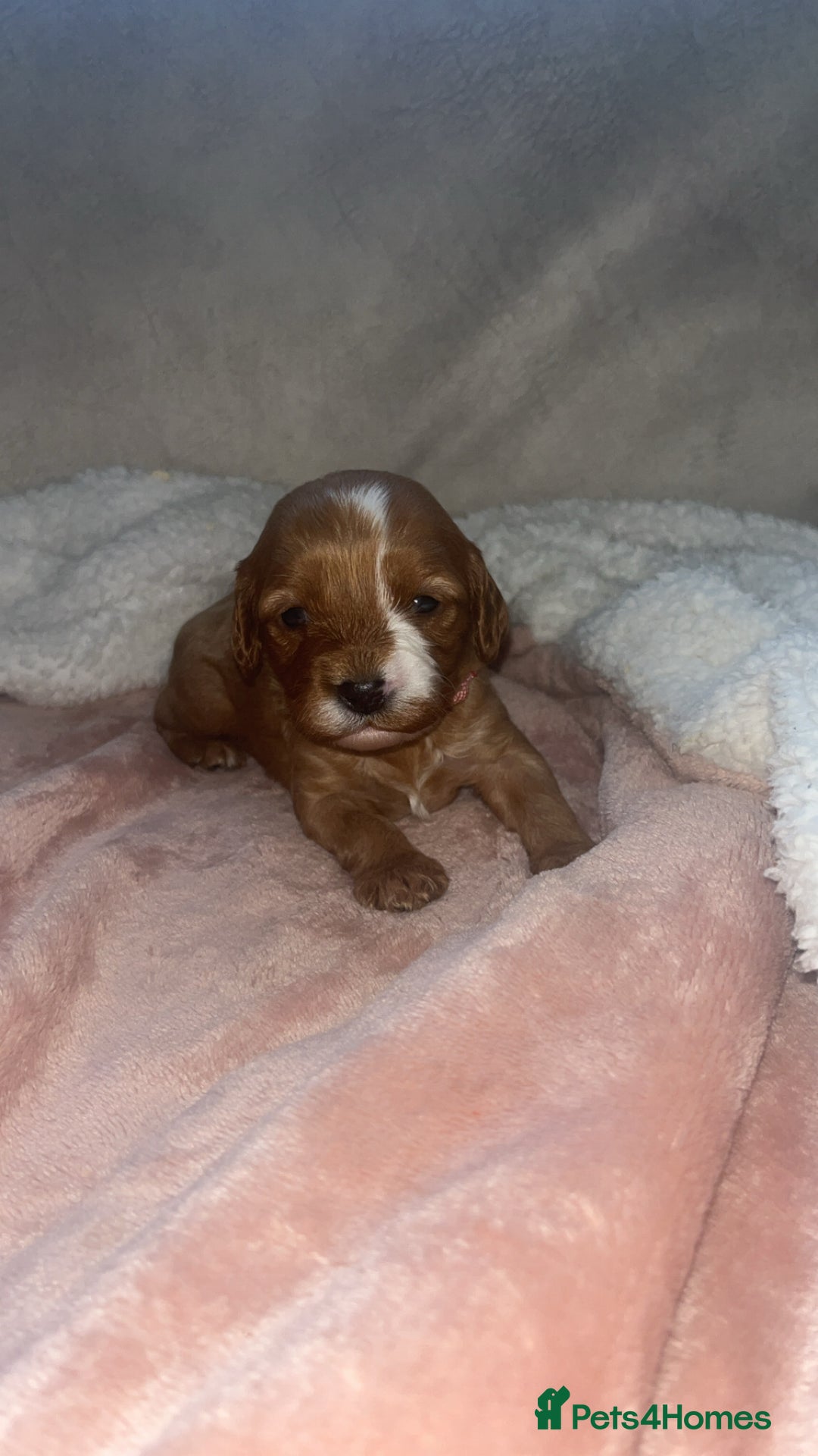 Cavapoo dogs for sale: F1 Cavapoos  - Image 1