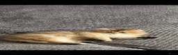 Scottish Fold cats for sale: Charming Scottish Straights and  Fold available. - Advert 9