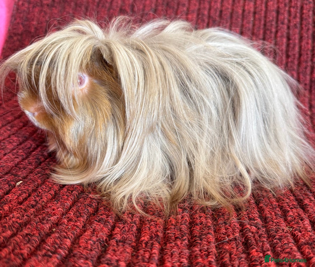 Guinea Pig rodents for sale: Peruvian satin boar  - Image 2