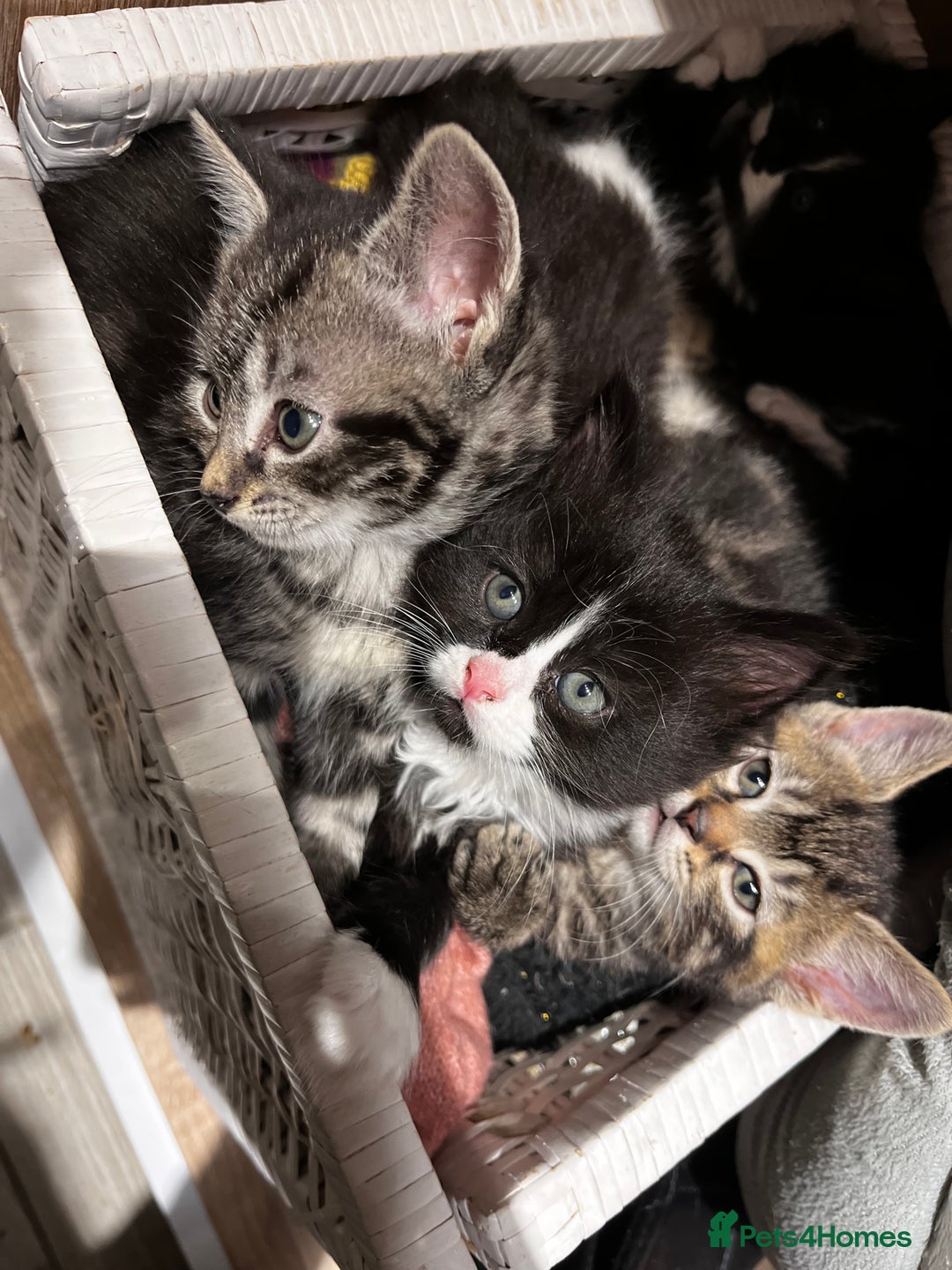 Mixed Breed cats for sale: Playful kittens ready to leave! - Image 23