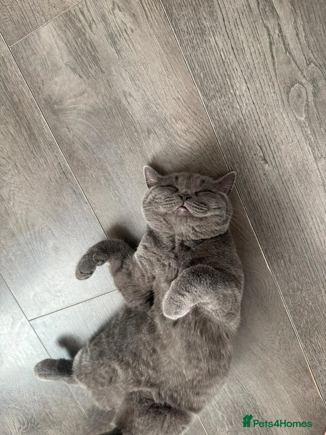 British Shorthair cats for sale: 7 month old female British shorthair in Widnes - Advert 2