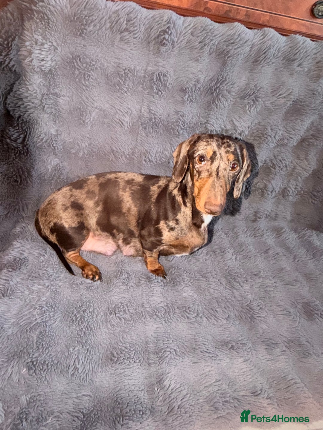 Miniature Dachshund dogs for sale: Miniature Dachshunds puppy's for sale.  - Advert 10