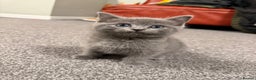 British Shorthair cats for sale: Beautiful British Shorthair Kitten - Advert 6