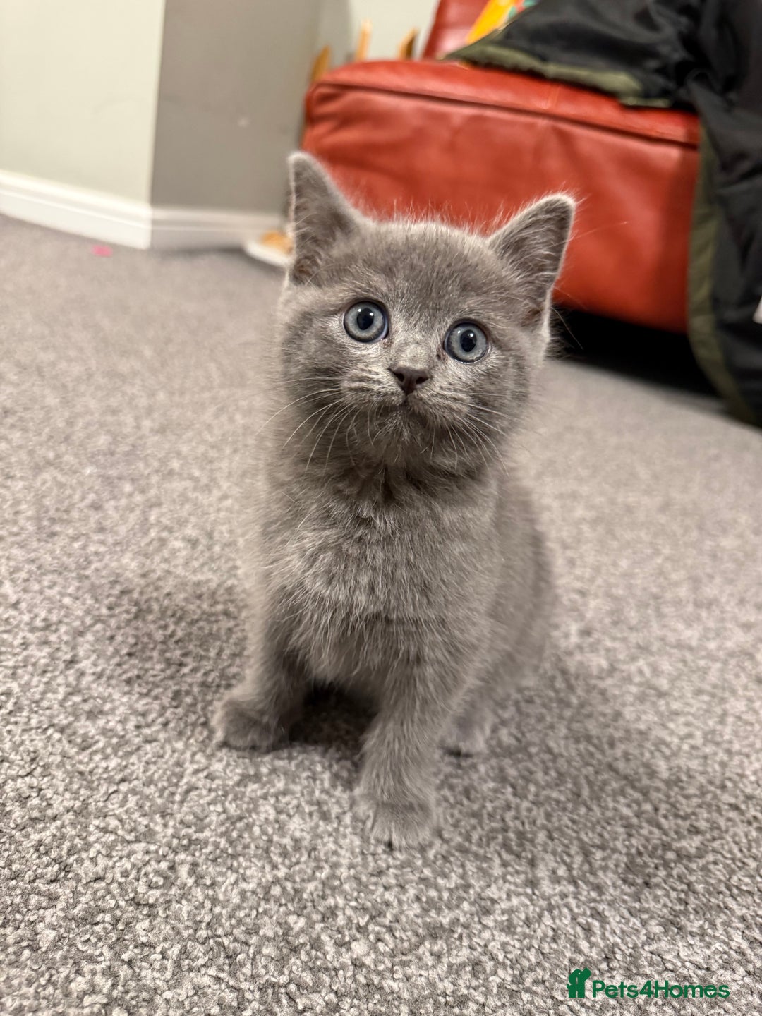 British Shorthair cats for sale: Beautiful British Shorthair Kitten - Advert 6