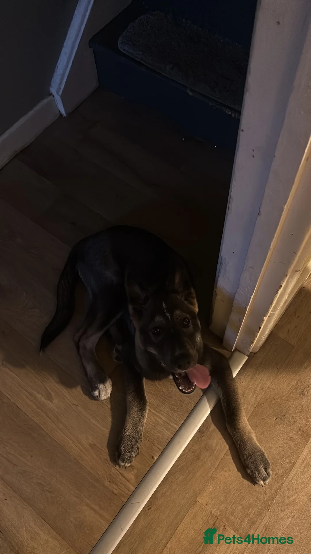 Mixed Breed dogs for sale: Bruce  - Advert 1