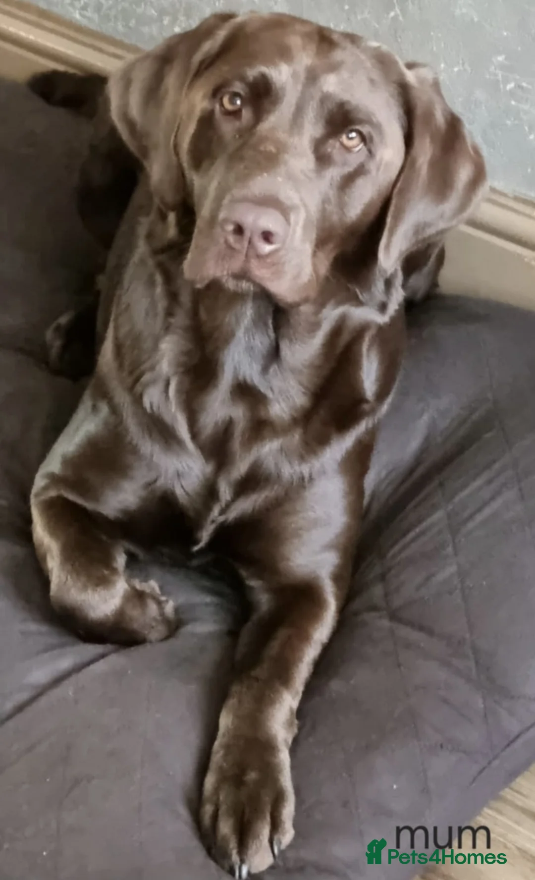 Labrador Retriever dogs for sale: Beautiful chocolate girl  - Advert 5