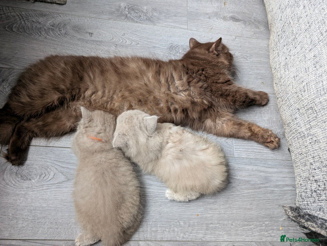 British Longhair cats for sale: 4 British hair kittens  - Image 10