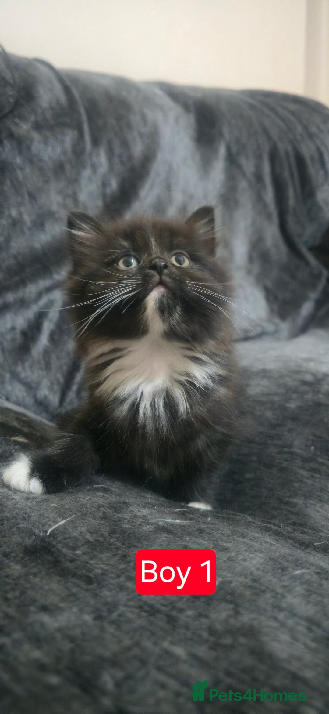 Mixed Breed cats for sale: Lovely Persian mixed kittens for sale - Advert 11