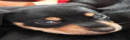 Mixed Breed dogs for sale: Adorable F1 Schnoxie puppies - Advert 7