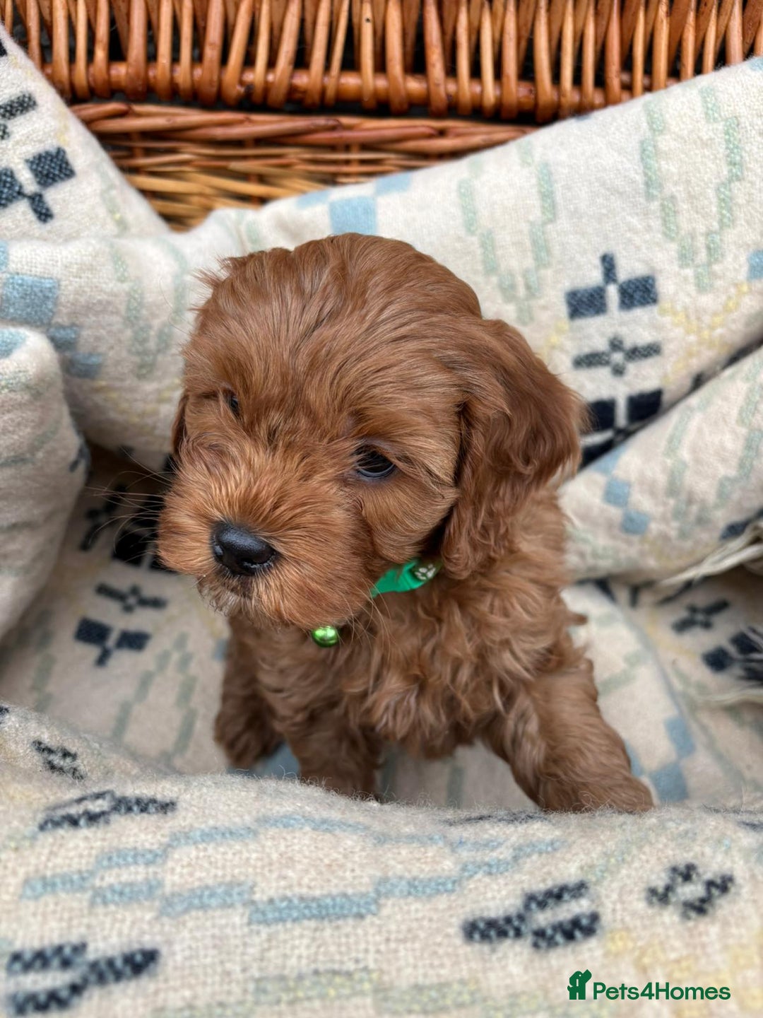 Cockapoo dogs for sale: ❤️ Tiny Deep Red Miniature F1b Cockapoo Pup's  - Image 19