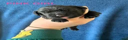 Cocker Spaniel dogs for sale: Stunning KC Cocker Spaniel Puppies - Advert 4