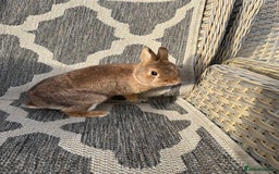 Netherland Dwarf rabbits for sale: Adult Netherlands dwarf doe. - Image 10