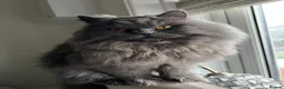 British Longhair cats for sale: Two British Blue longhair siblings - Advert 6