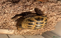 Tortoise reptiles for sale: Russian tortoise  - Image 4
